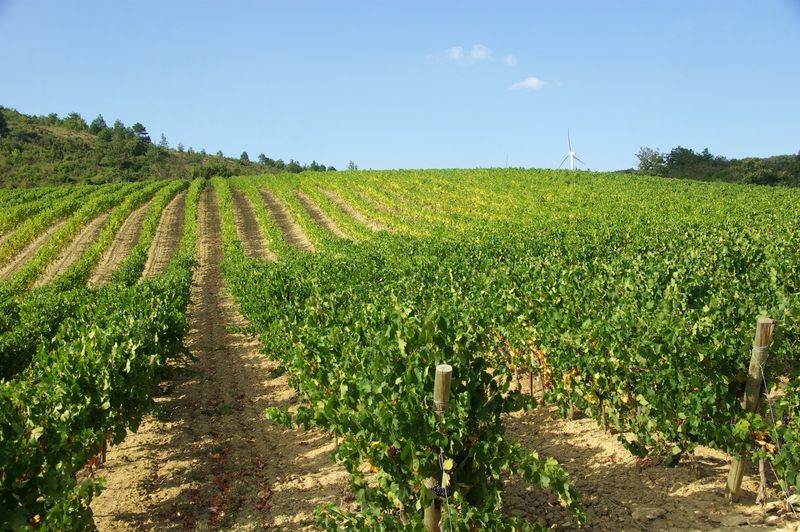 le bio guide Domaine Delmas : Producteur de vin biologique